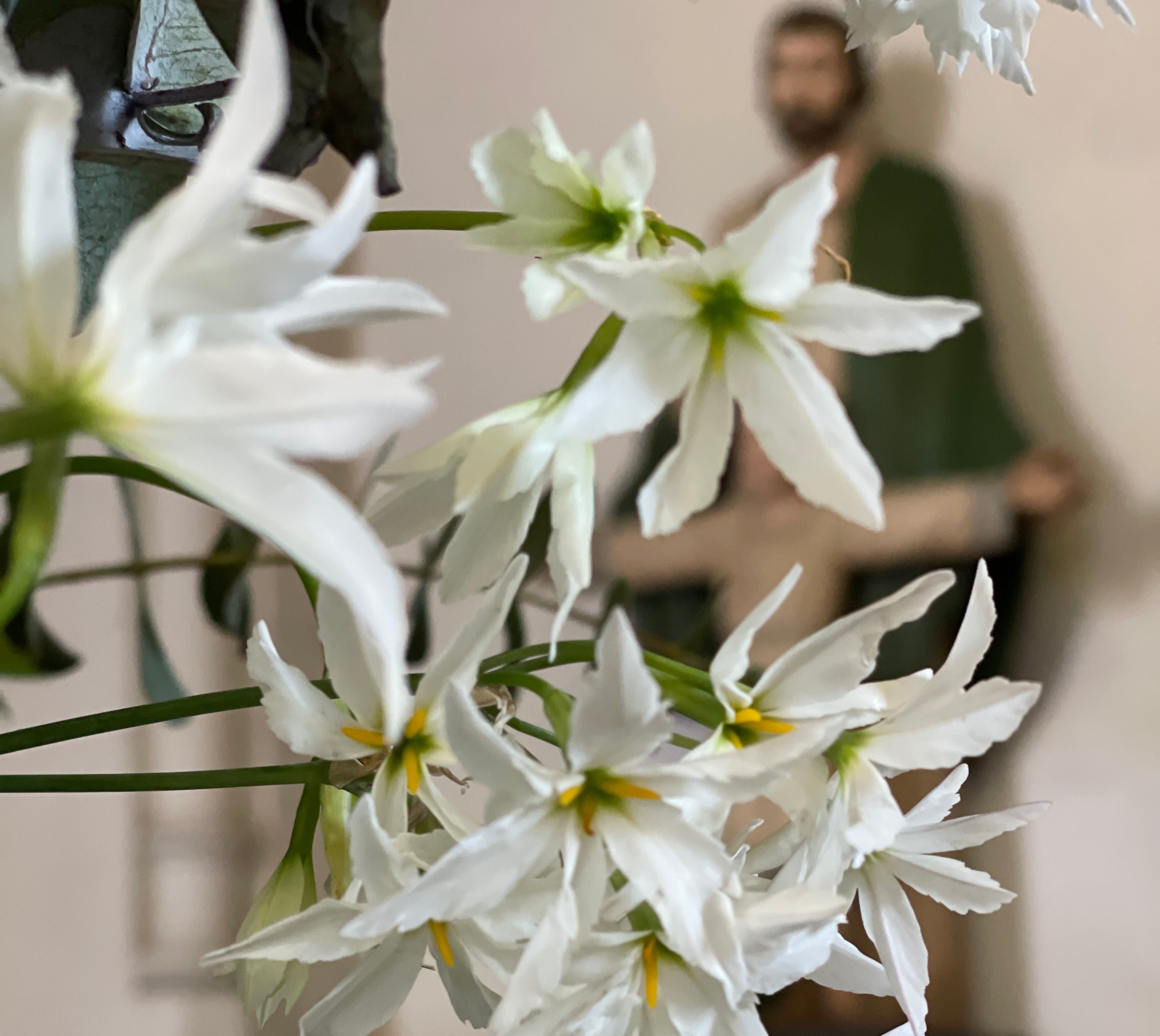 Narcisos de prado y jasmines polyanthus para Carlos y Mercedes