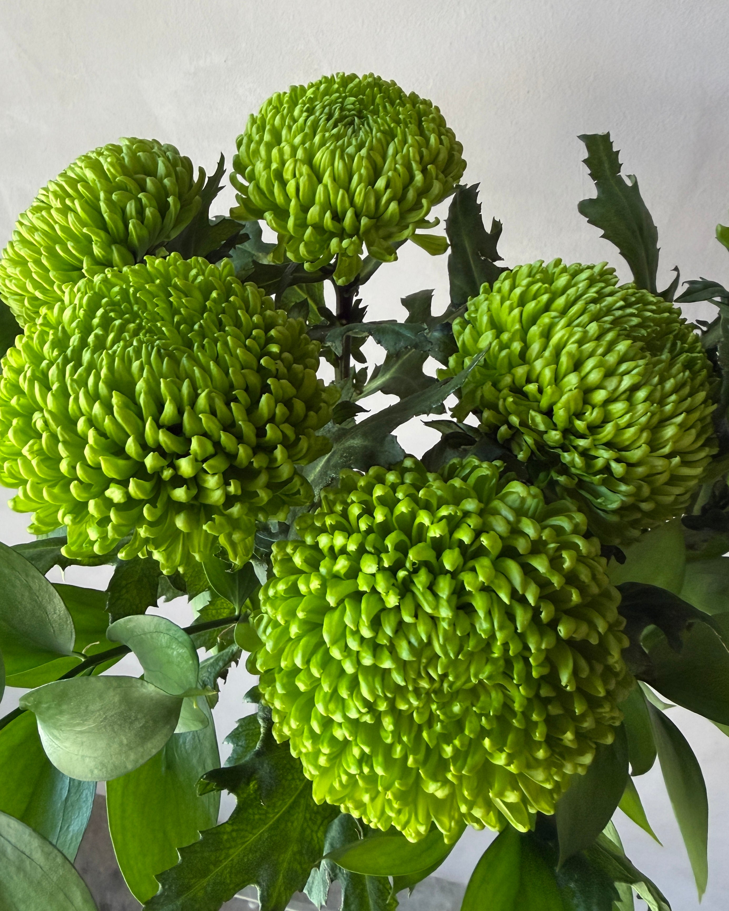 Flores de Larga Vida