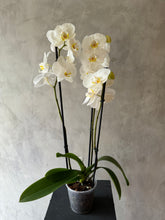 Cargar imagen en el visor de la galería, Orquídea Phalaenopsis blanca de 3 varas
