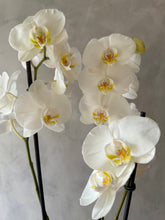 Cargar imagen en el visor de la galería, Orquídea Phalaenopsis blanca de 3 varas
