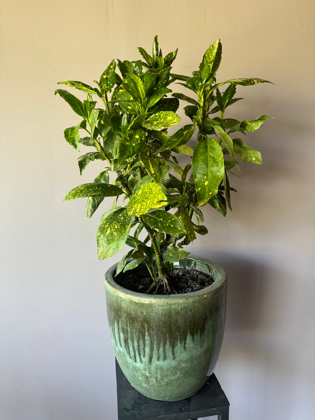 Aucuba Japonica en maceta de greda