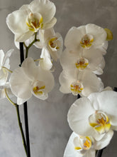 Cargar imagen en el visor de la galería, Orquídea Phalaenopsis blanca de 3 varas
